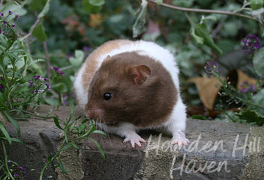 Chocolate Dream- Chocolate Tortoiseshell and White (Banded) Shorthaired